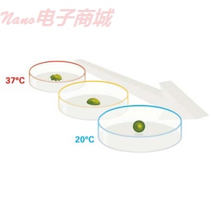 Nunc 174904 40mm*12mm；帶蓋；透氣；無(wú)菌，UpCell表面