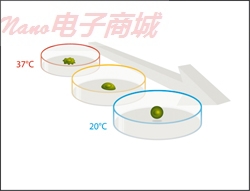 Nunc 174901  6孔板；帶蓋；