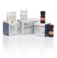 Thermo 4484678  Yfiler? Plus PCR Amplification Kit 100 reactions